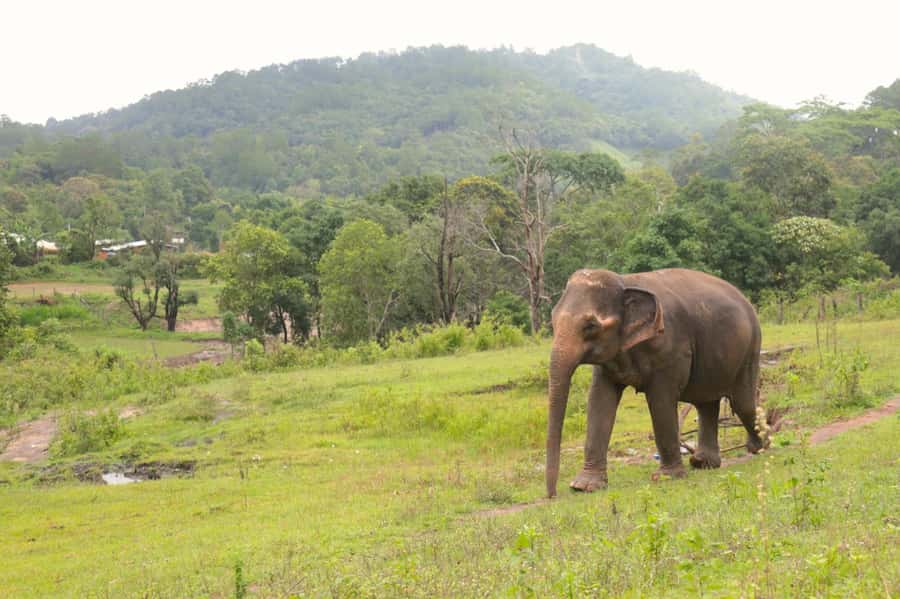 Chiang Mai: Day for Elephant Observation Only Half-day Trip - What to pack and what rules to respect