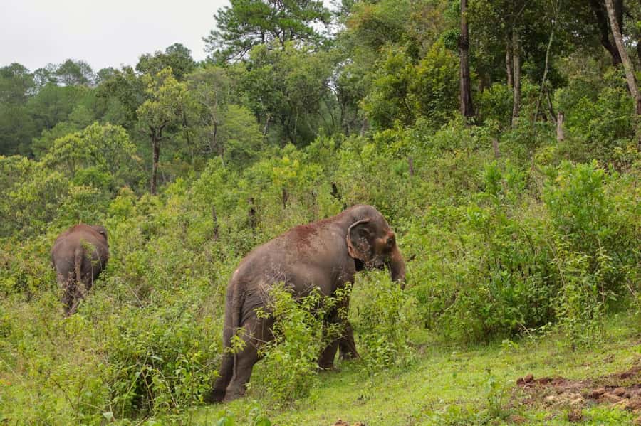 Chiang Mai: Day for Elephant Observation Only Half-day Trip - Who this elephant observation trip suits best