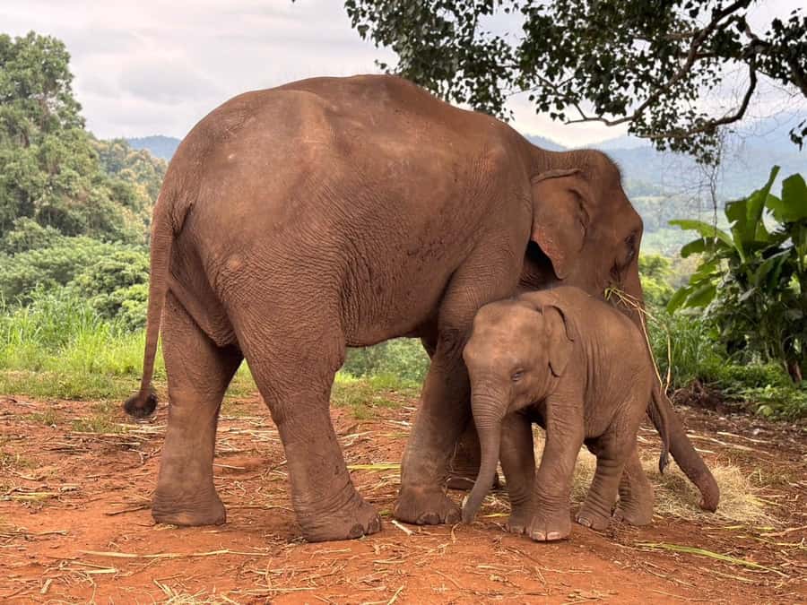 Chiang Mai: Doi Inthanon and Elephant Sanctuary Tour - Fern forest trail: a gentle way to feel the park up close