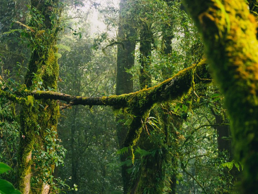 Chiang Mai: Doi Inthanon Highlights Small Group Tour - Price and value: what $93 really buys you