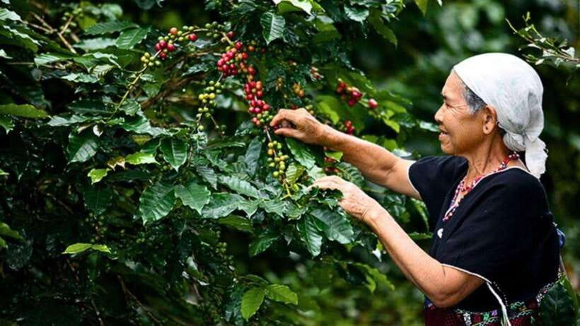 Chiang Mai: Doi Inthanon National Park Sightseeing Only - Ang Ka Luang Nature Trail: short rainforest walking that breaks the driving