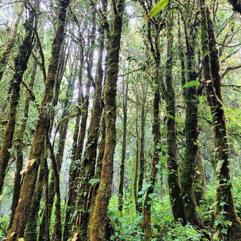 Chiang Mai: Doi Inthanon National Park & Waterfall Day Tour - Hmong Market stop: browse time, samples, and local rhythm