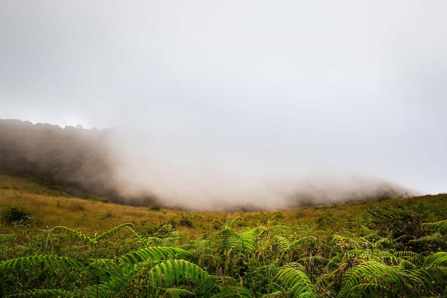 Chiang Mai: Doi Inthanon National Park, Waterfall & Lunch - Why Doi Inthanon Feels Like a Different World