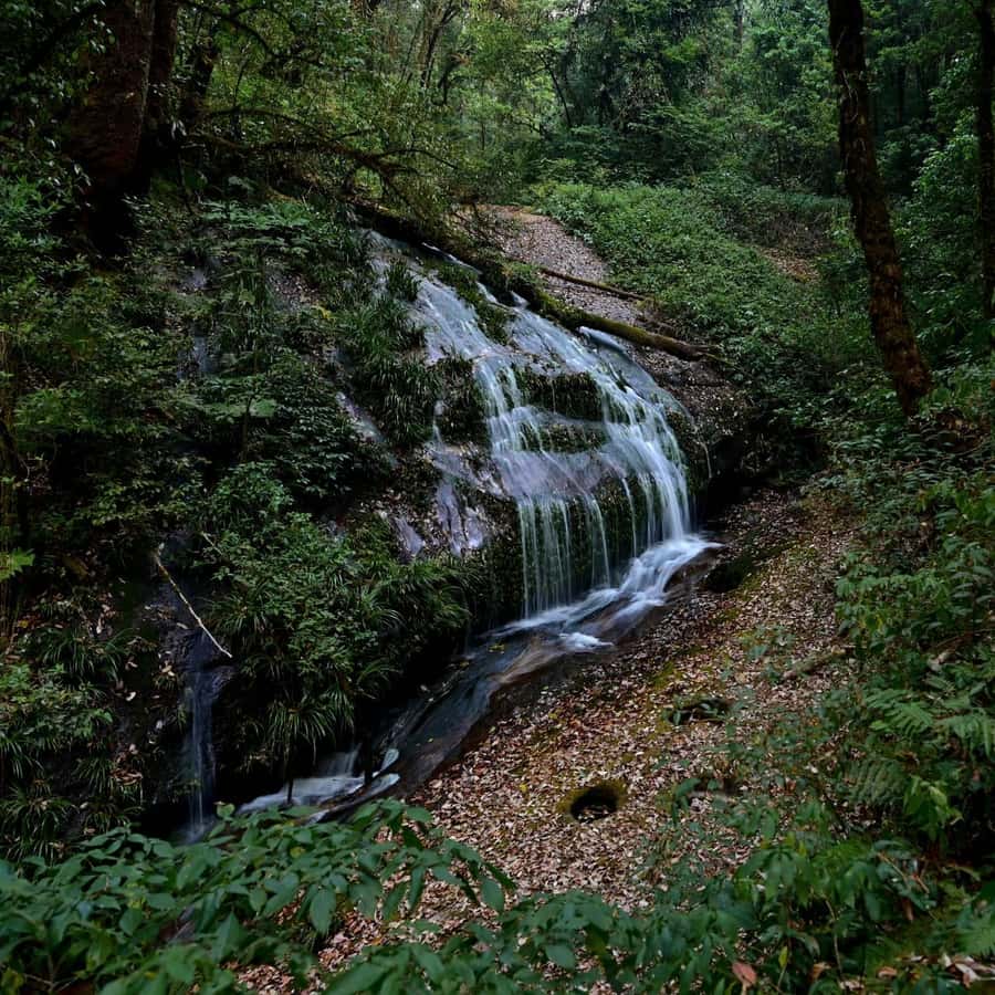 Chiang Mai: Doi Inthanon National Park, Waterfall & Lunch - Guides, Group Size, and the Stuff You Can Feel During the Day
