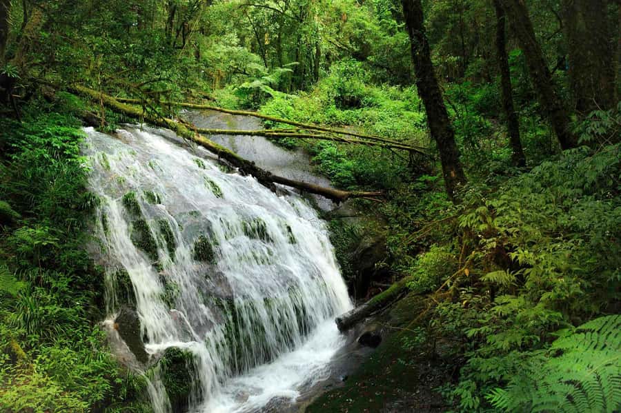 Chiang Mai: Doi Inthanon National Park, Waterfall & Lunch - From Chiang Mai, It’s a Real Day Trip (Not a Quick Stop)