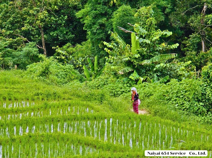 Chiang Mai: Doi Inthanon One-Day Tour with a Private Driver - Key things I would watch for