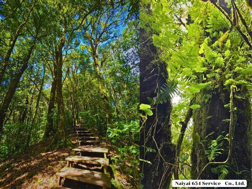 Chiang Mai: Doi Inthanon One-Day Tour with a Private Driver - Hill Tribe Village or Hmong Market for Shopping and Hill-Coffee Stops