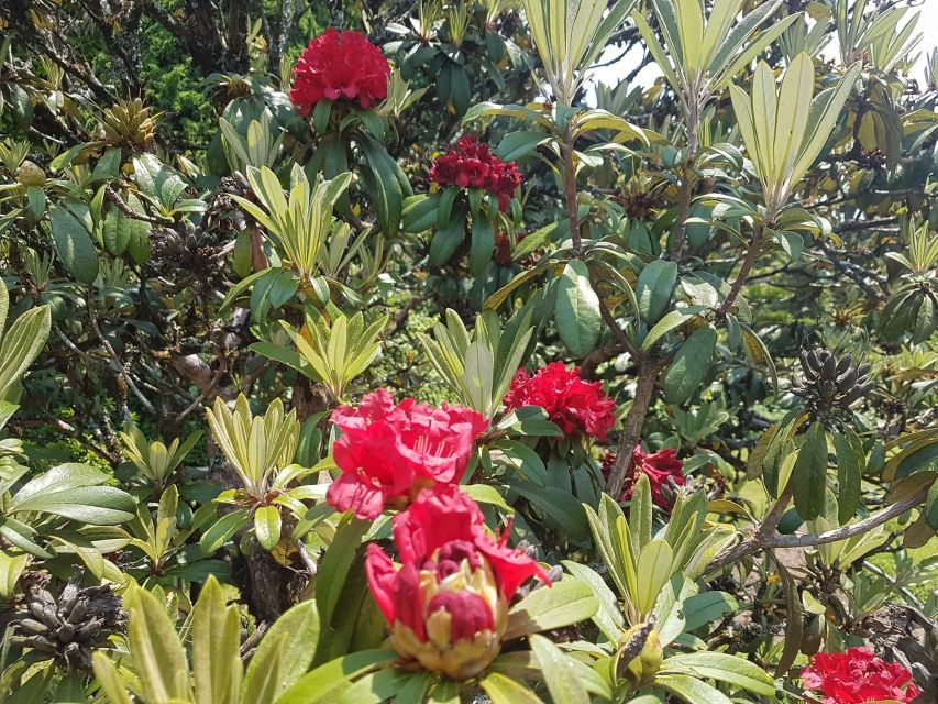 Chiang Mai: Doi Inthanon Park Day Trip with Kiw Mae Pan Hike - Kew Mae Pan Nature Trail: The Hike That Makes This Tour Worth It