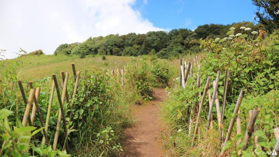 Chiang Mai: Doi Inthanon Park Day Trip with Kiw Mae Pan Hike - Up to Doi Inthanon, Thailand’s Highest Point at 2,565m