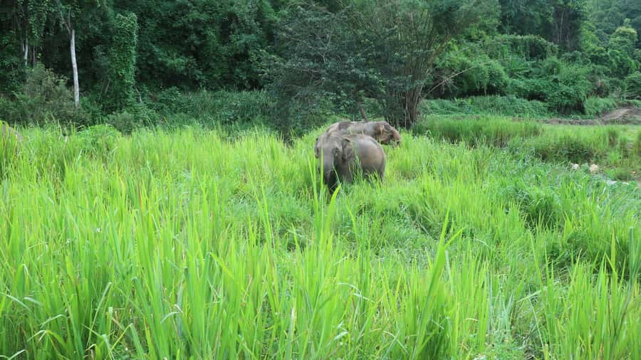 Chiang Mai: Doi Inthanon Park Hiking & Elephants Sanctuary - Chiang Mai to Doi Inthanon: why this 1-day mix works