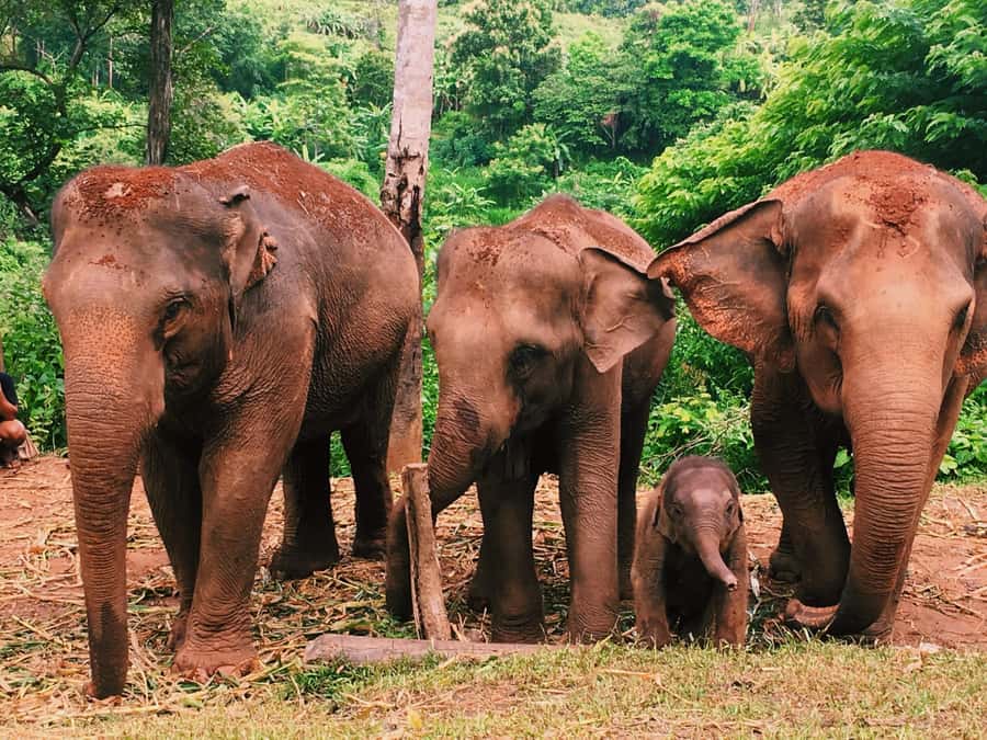 Chiang Mai: Doi Inthanon Park Hiking & Elephants Sanctuary - Doi Inthanon highest point and the air up there