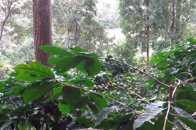 CHIANG MAI: Doi Inthanon-Trekking Pha Dok Seaw-Waterfall-Lunch - Price and Value: Why $44.60 Can Be a Good Deal, If You Budget Fees