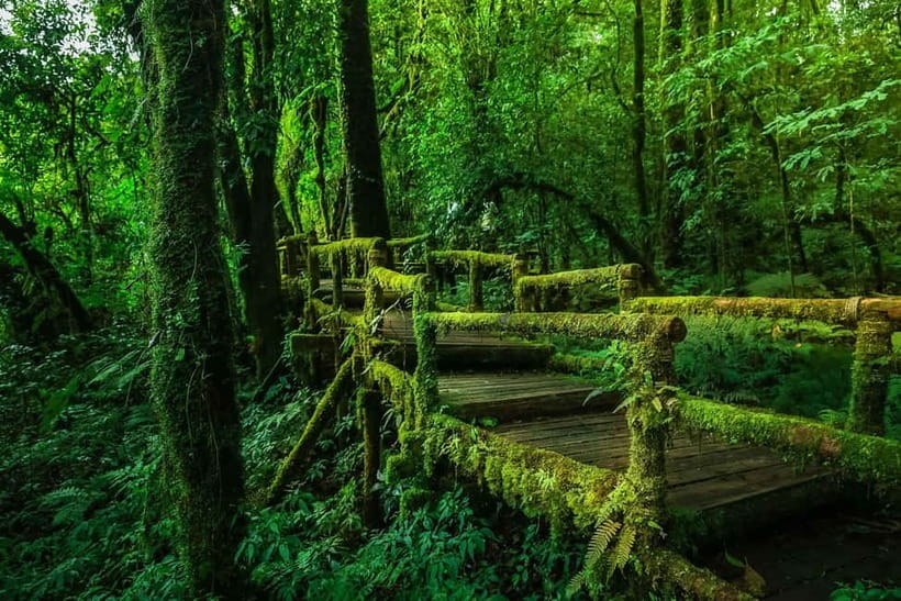 Chiang Mai: Doi Inthanon Trip with Pha Dok Siew Guided Trek - Thailand’s highest point: cool, forested, and short on spectacle