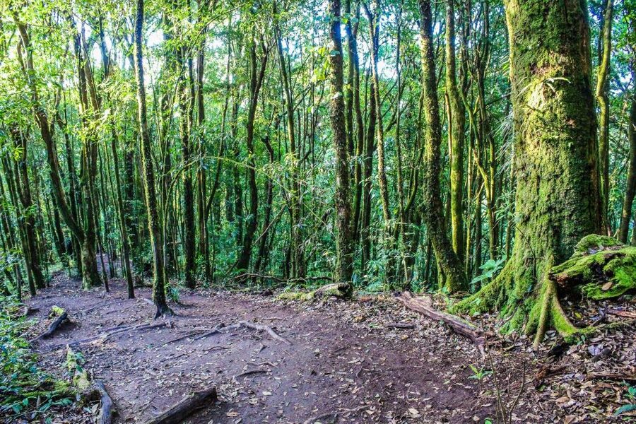 Chiang Mai: Doi Inthanon, Waterfalls, & Tribal Villages Tour - Price and value: $36 plus park and pagoda fees