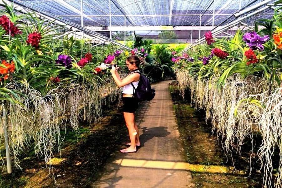 Chiang Mai: Doi Suthep, Orchid Farm and Waterfall with Lunch - The short stop at Wat Pha Lat, then Bai Orchid and Butterfly Farm