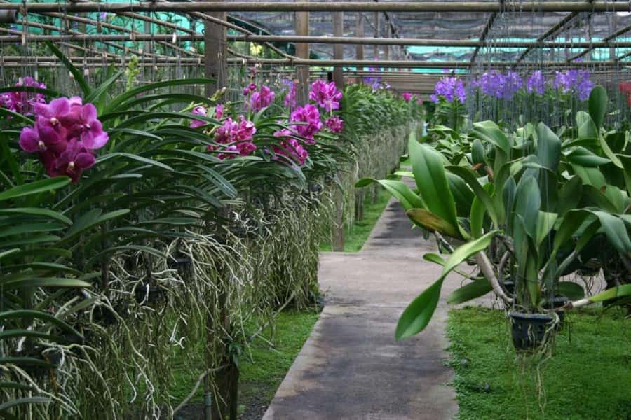 Chiang Mai: Doi Suthep, Orchid Farm and Waterfall with Lunch - Small group, English guide, and the pacing that makes the day work