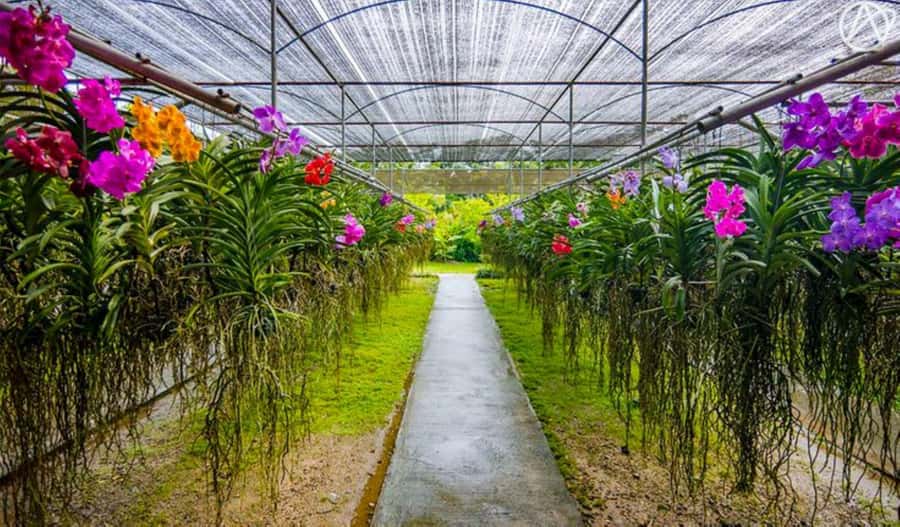 Chiang Mai: Doi Suthep, Orchid Farm and Waterfall with Lunch - Morning pickup at 8:00 to 8:30, then straight to Wat Phra That Doi Suthep