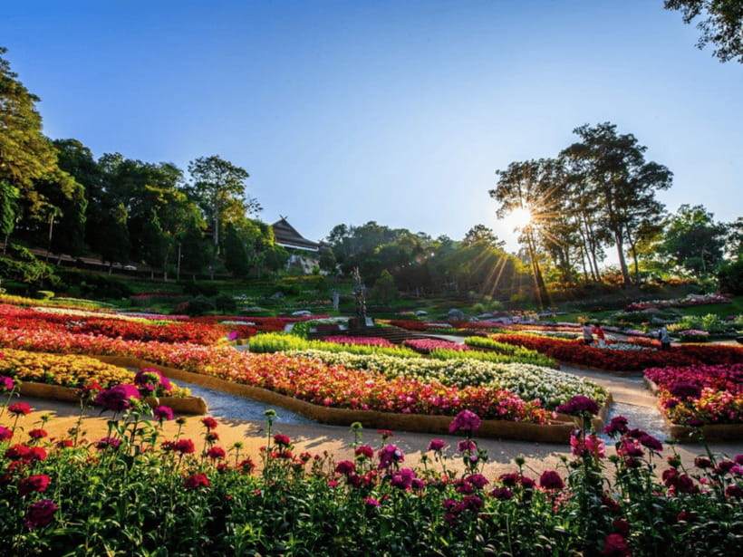 Chiang Mai: Doi Tung, Doi Mae, Salong Day Trip with Driver - Why this day trip works: mountains, royal touch, and tea culture