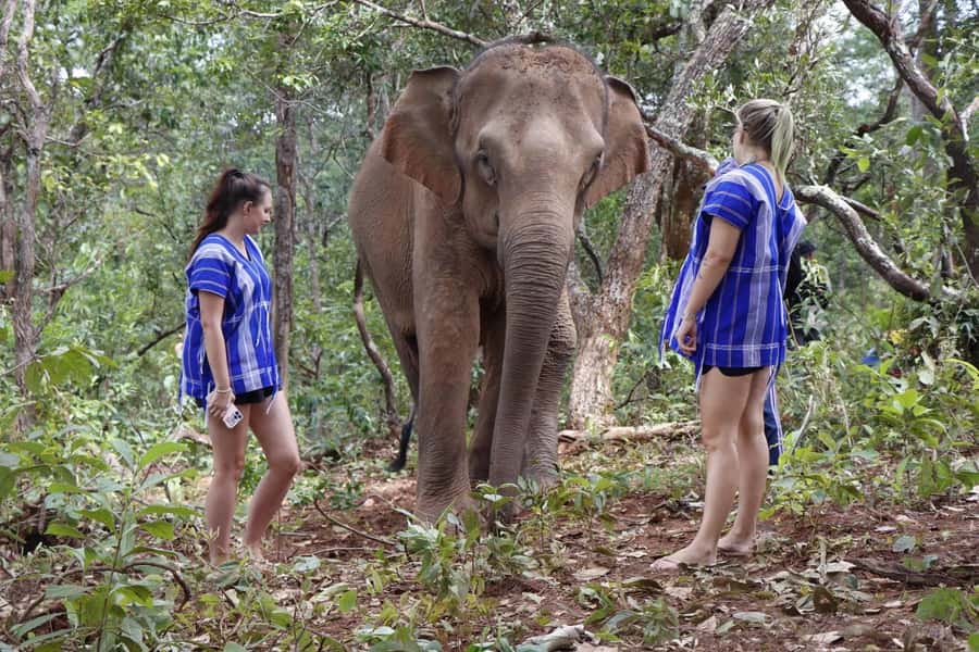 Chiang Mai: Elephant Dream Project Sanctuary - Full Day - Key highlights you will actually care about