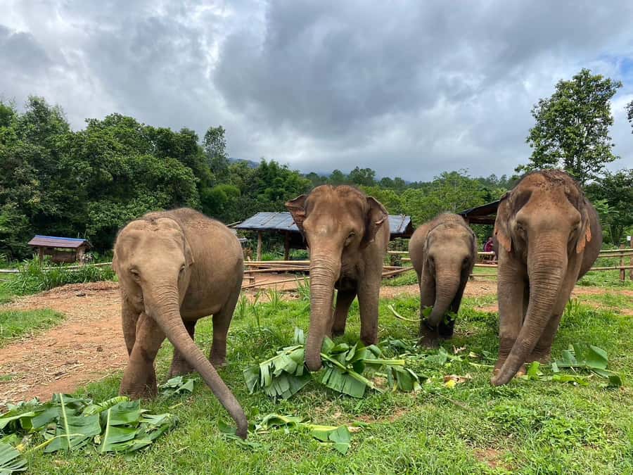 Chiang Mai: Elephant Dream Project Sanctuary - Full Day - Getting to the sanctuary: pickup timing and the mountain road reality