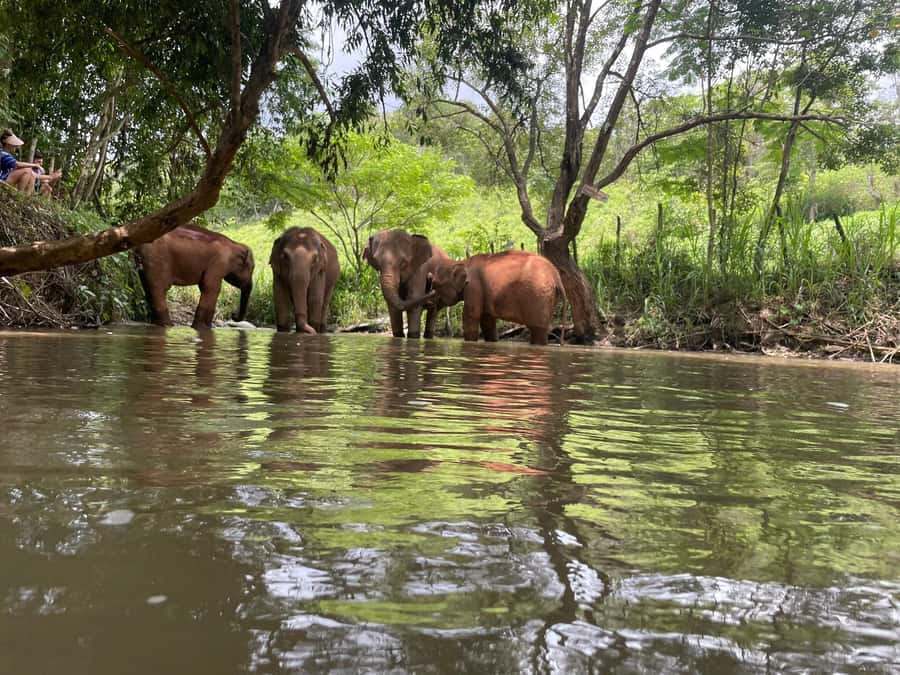 Chiang Mai: Elephant Dream Project Sanctuary - Full Day - Your hands on elephant moment: feeding and supplementary food prep