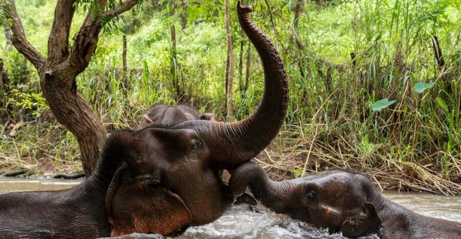Chiang Mai: Elephant Dream Project Sanctuary - Full Day - Walking in the jungle: what you will notice when you slow down