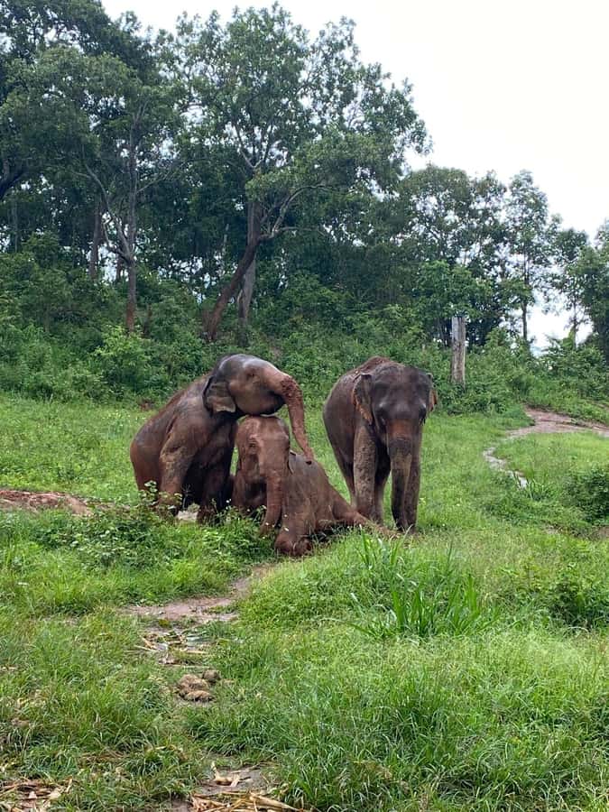 Chiang Mai: Elephant Dream Project Sanctuary - Full Day - Price and value: what $73 buys in a full day