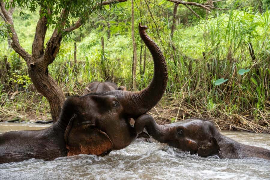 Chiang Mai: Elephant Dream Project Sanctuary - Full Day - Elephant Dream Project Sanctuary: what free range contact really means