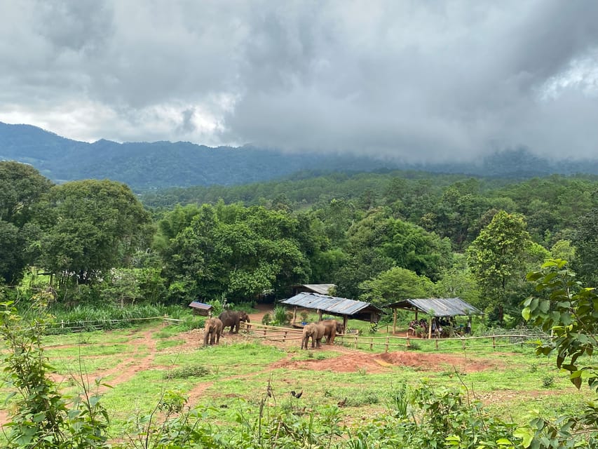 Chiang Mai: Elephant Dream Project Sanctuary - Half-Day - Getting to the Jungle: Morning Pickup From Chiang Mai