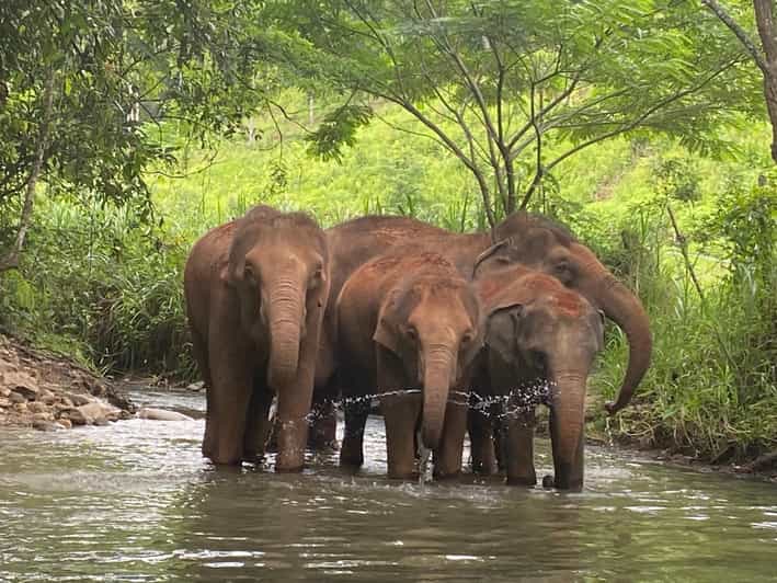 Chiang Mai: Elephant Dream Project Sanctuary - Half-Day - Watching Them Be Themselves: Why the No-Forcing Rule Changes Everything