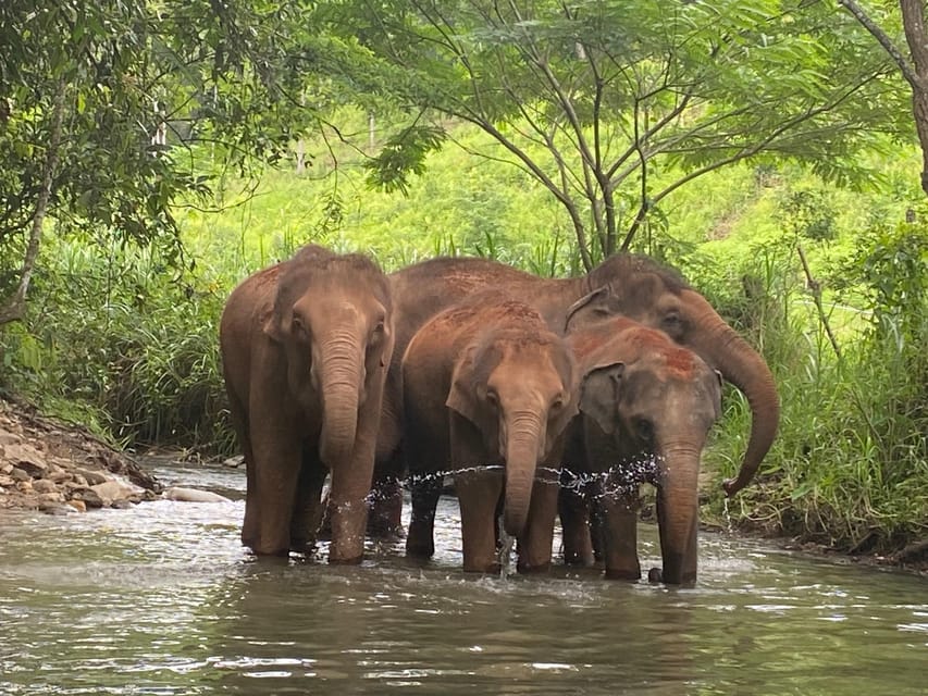 Chiang Mai: Elephant Dream Project Sanctuary - Half-Day - Lunch With Thai Food and Village Life: A Real Reset in the Middle