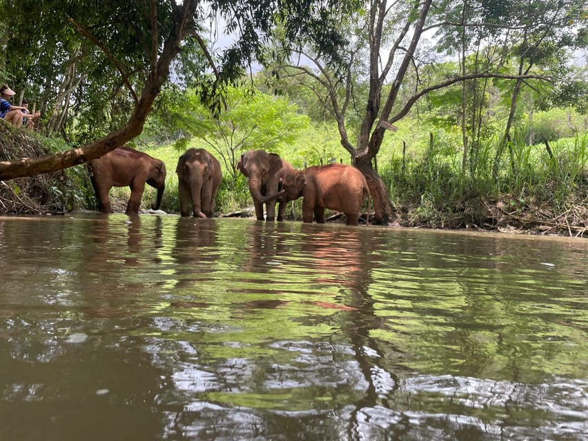 Chiang Mai: Elephant Dream Project Sanctuary - Half-Day - Price and Value for an Ethical Chiang Mai Elephant Tour