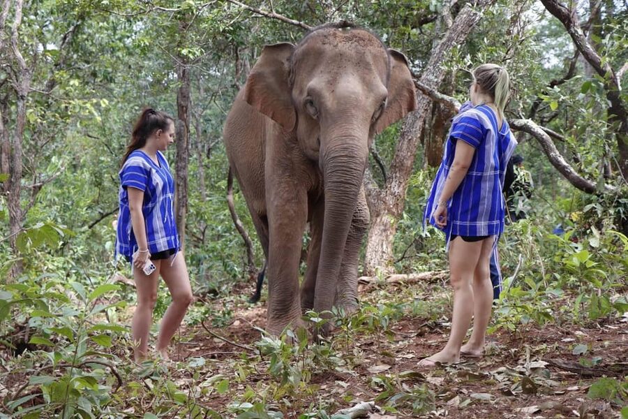 Chiang Mai: Elephant Dream Project Sanctuary - Half-Day - What to Bring: Shoes, Sun, Bugs, and a Change of Clothes