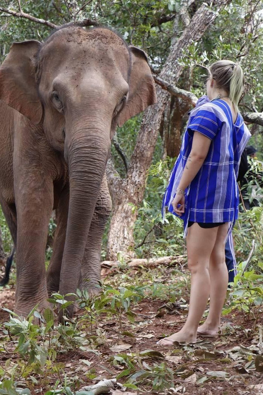 Chiang Mai: Elephant Dream Project Sanctuary - Half-Day - Who This Half-Day Sanctuary Trip Is Best For