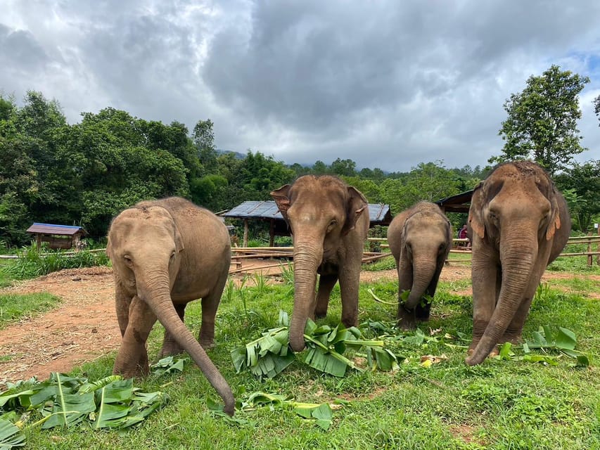 Chiang Mai: Elephant Dream Project Sanctuary - Half-Day - Arriving at Elephant Dream Project: Purpose, People, and Expectations