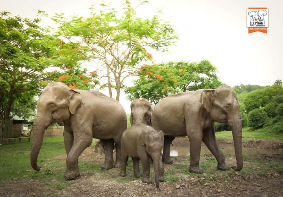 Chiang Mai Elephant Jungle Sanctuary &Mama Noi Cooking Class - Getting From Chiang Mai to the Sanctuary (and Why It Matters)