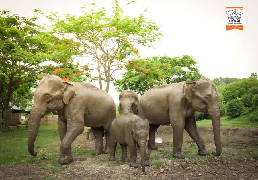 Chiang Mai: Elephant Jungle Sanctuary with Lunch & Transfer - A Humane Chiang Mai Elephant Day, With Mud and River Time