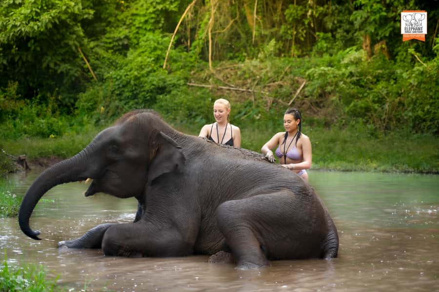 Chiang Mai: Elephant Jungle Sanctuary with Lunch & Transfer - Hotel Pickup and the Transfer Pace (Plan on a Half Day)