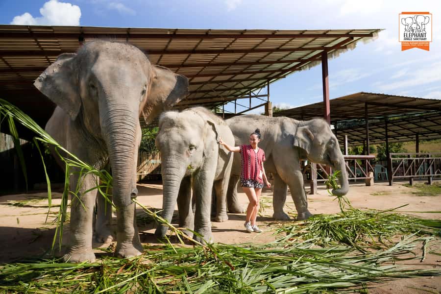 Chiang Mai: Elephant Jungle Sanctuary with Lunch & Transfer - Who Should Book This Sanctuary Visit, and Who Should Skip
