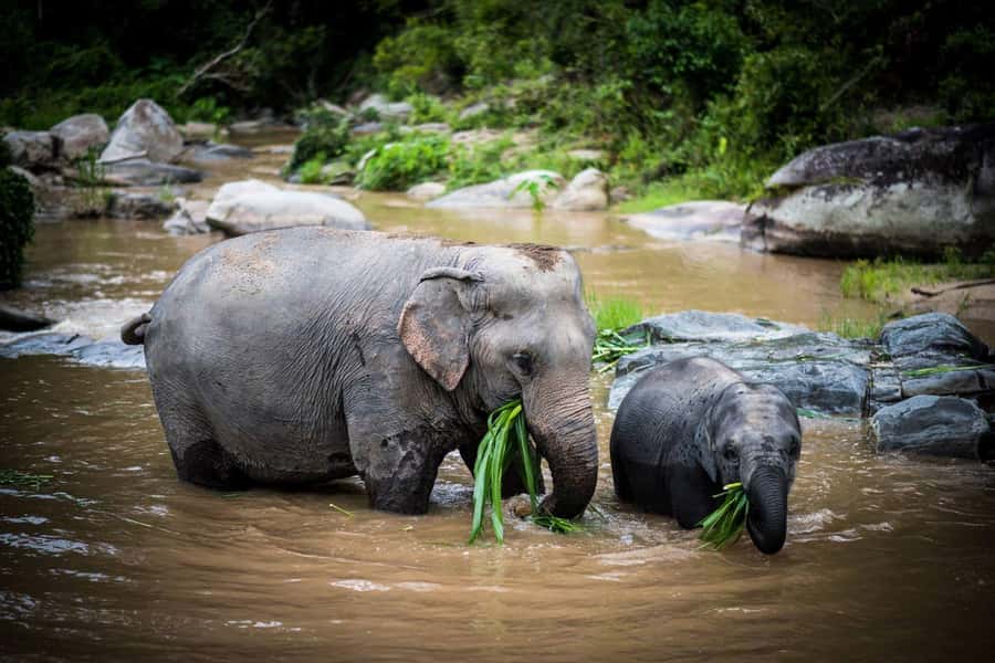 Chiang Mai Elephant Recovery Center, Doi Inthanon and Hiking - Mahout-Style Clothing and Banana-Greet Moment