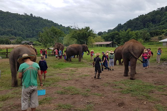 Chiang Mai Elephant Sanctuary and Temples Tour in Spanish - How the Elephant Sanctuary Works (and Why It Matters)