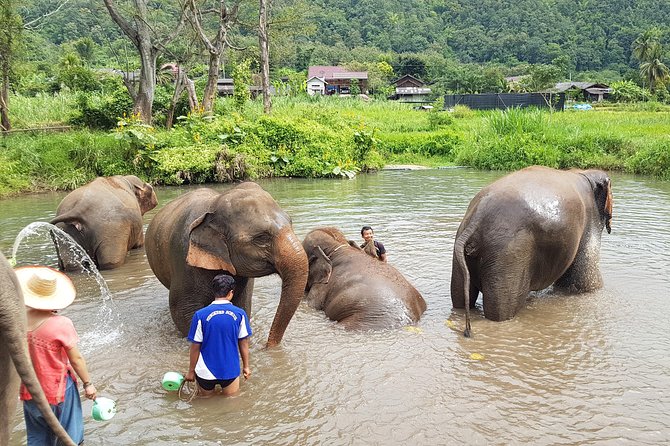 Chiang Mai Elephant Sanctuary and Temples Tour in Spanish - Elephant Feeding and the Bathing Pond: What to Bring
