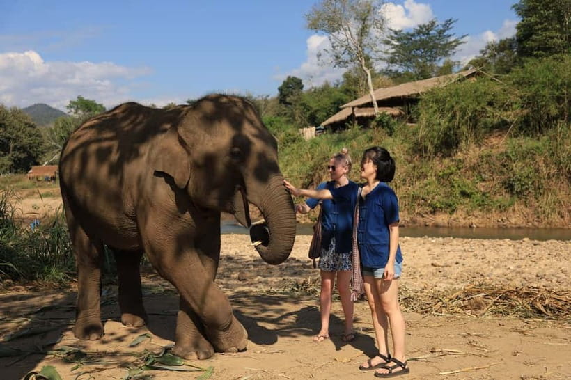 Chiang Mai: Elephant Sanctuary Bamboo Raft & Padthai Cooking - The Pad Thai cooking workshop: fun, vegetarian, and actually useful