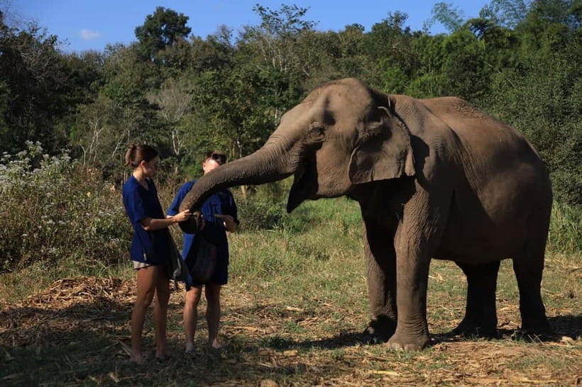 Chiang Mai: Elephant Sanctuary Bamboo Raft & Padthai Cooking - Mo Hom clothing, then real elephant behavior (not tricks)