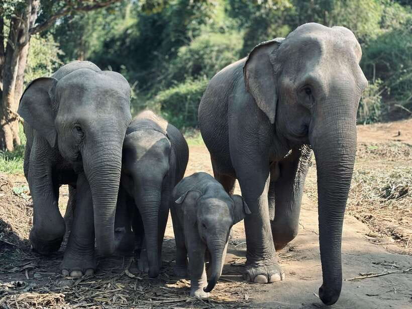 Chiang Mai: Elephant Sanctuary Feeding Program Half-Day Tour - Why This Chiang Mai Elephant Sanctuary Visit Feels Different