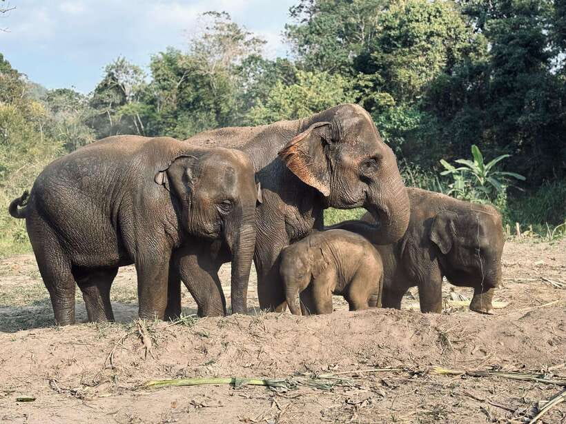 Chiang Mai: Elephant Sanctuary Feeding Program Half-Day Tour - The Drive South of Mae Wang: Hills, Forests, and Local Farms