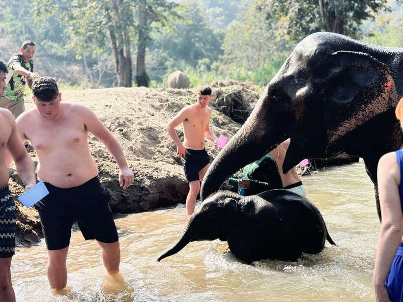 Chiang Mai: Elephant Sanctuary Feeding Program Half-Day Tour - Pon Elephant Thailand Briefing: How to Behave Around Gentle Giants