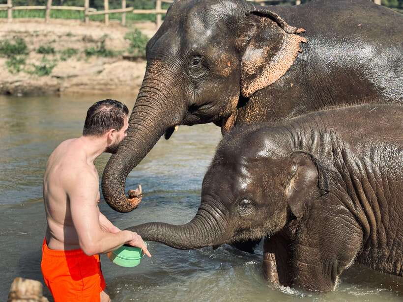 Chiang Mai: Elephant Sanctuary Feeding Program Half-Day Tour - Feeding Time: Napier Grass, Sugarcane, and Bananas