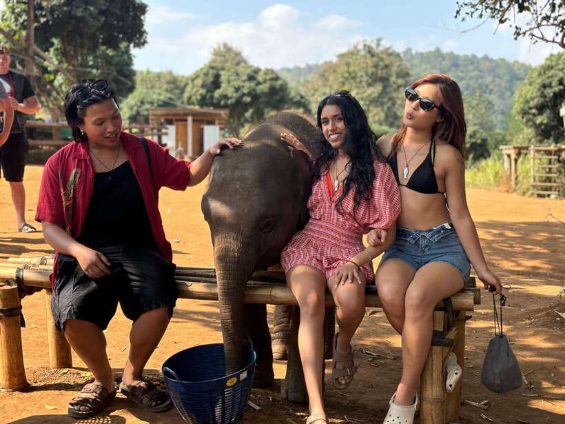 Chiang Mai: Elephant Sanctuary Feeding Program Half-Day Tour - The 5-Hour Flow: What You Actually Do From Start to Finish