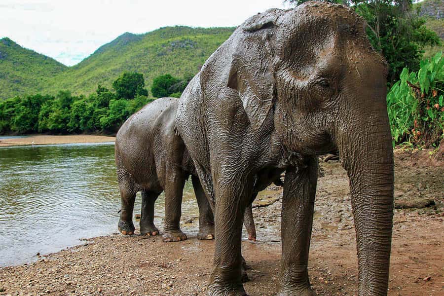 Chiang Mai: Elephant Sanctuary Guided Tour in Spanish - Who This Elephant Sanctuary Tour Suits Best